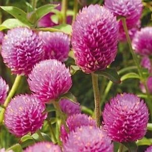 Meet your Posher, Yolinda